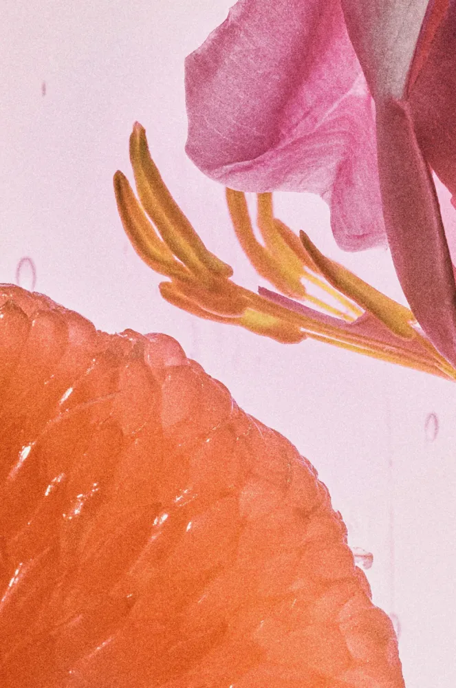 Loewe - Rosetopia